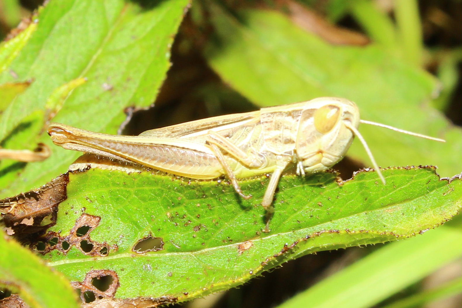 Acrididae da determinare-4- ???